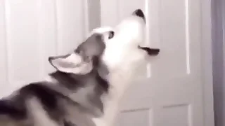 Furry Gay XXX 10